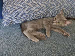 Adopter BOURBON