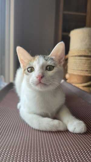 Adopter Bianca