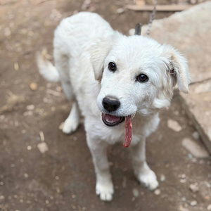 Adopter Artic