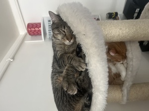 Adopter Uno
