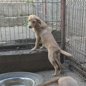 Adopter Cheyenne