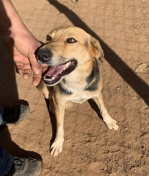 Adopter Biggy