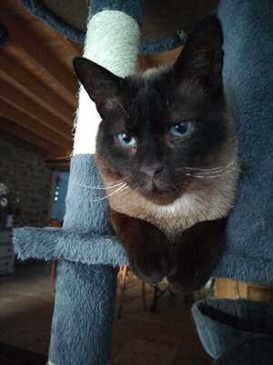 Adopter LOKI