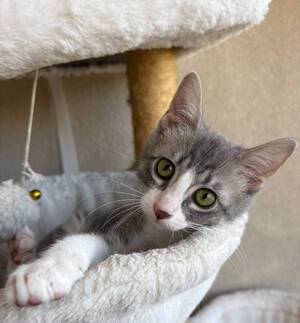 Adopter Lisa