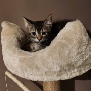 Adopter 