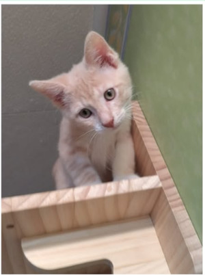 Adopter Abasi