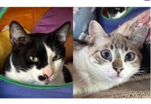 Adopter Adam et neo
