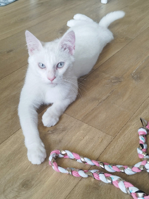 Adopter Adamo