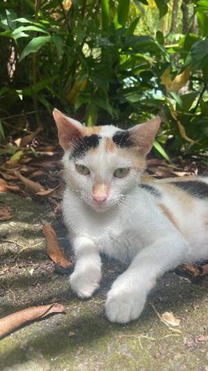Adopter Adja
