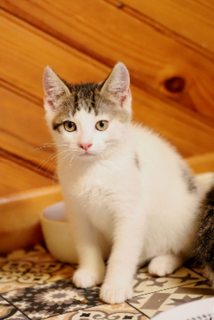Adopter Ado