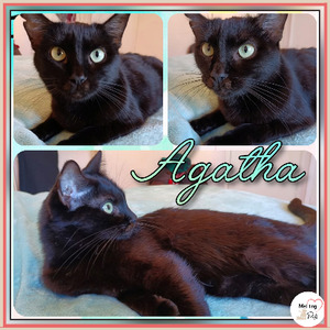 Adopter Agatha