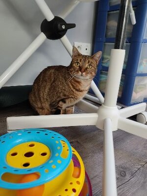 Adopter Agathe