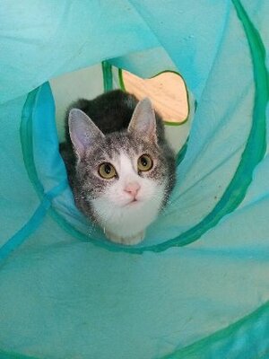 Adopter Aglae et azalee
