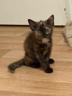 Adopter Aimi