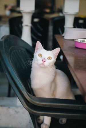 Adopter Aina