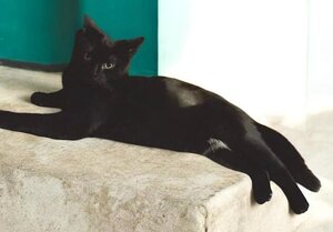 Adopter Akira et anémone