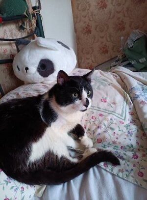 Adopter Aladin