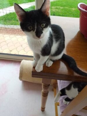 Adopter Alby