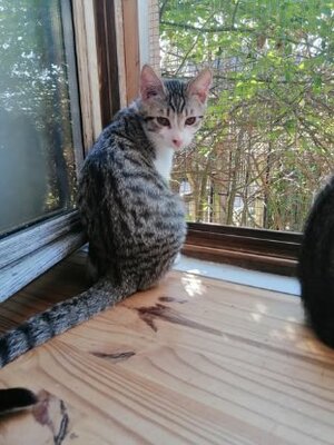 Adopter Alf