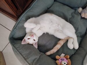 Adopter Alfie