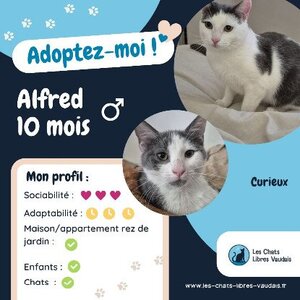 Adopter Alfred