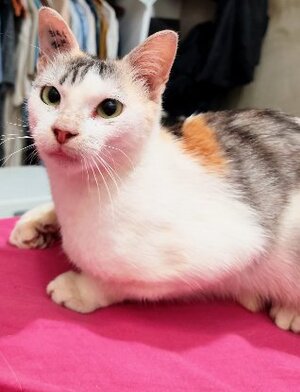 Adopter Alma