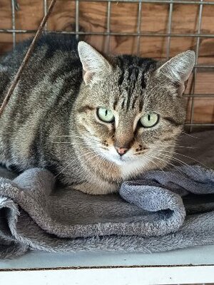 Adopter Alouette