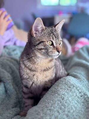 Adopter Alto