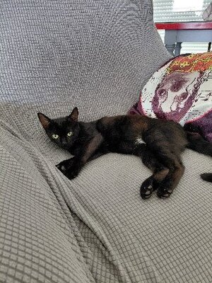Adopter Altrie