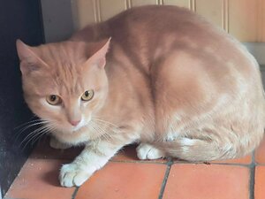Adopter Alvin