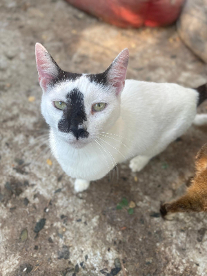 Adopter Alya