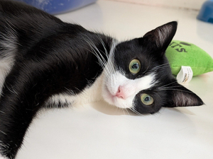 Adopter Alyssa