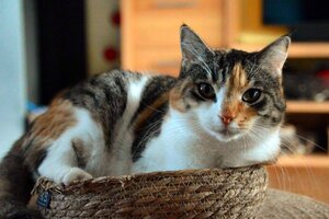 Adopter Amandine