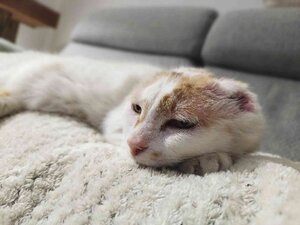 Adopter Amaya