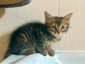Adopter Ambre