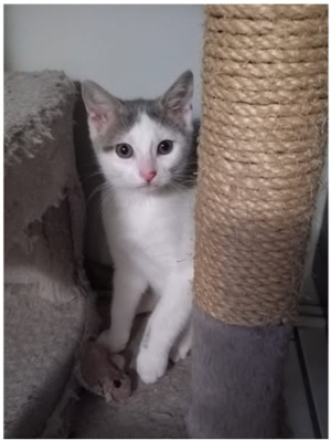 Adopter Anat