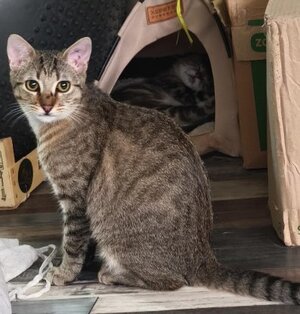 Adopter André
