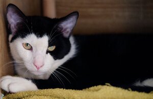 Adopter Angelo