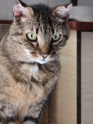 Adopter Angelo