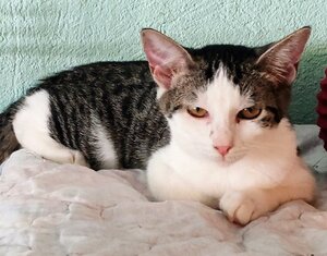 Adopter Angie