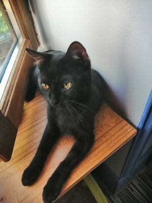 Adopter Angus