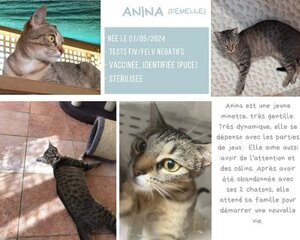 Adopter Anina
