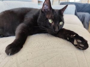 Adopter Anoireau