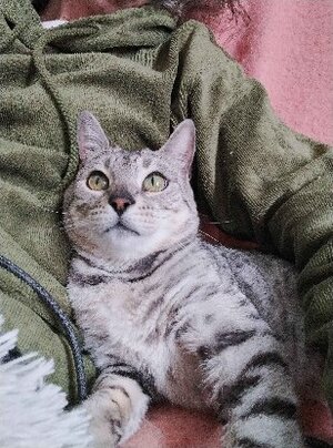 Adopter Anya