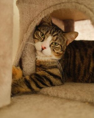 Adopter Apollon