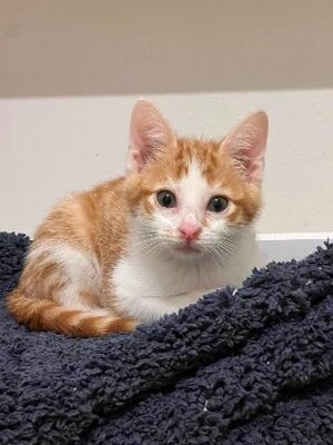 Adopter Aramis