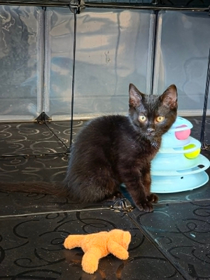 Adopter Archie