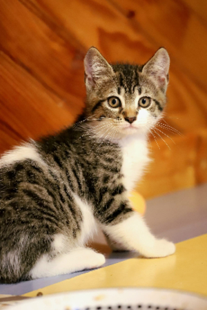 Adopter Argus