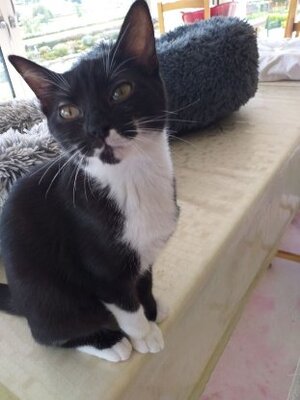 Adopter Ariane