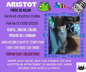 Adopter Aristot